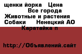 щенки йорка › Цена ­ 15 000 - Все города Животные и растения » Собаки   . Ненецкий АО,Каратайка п.